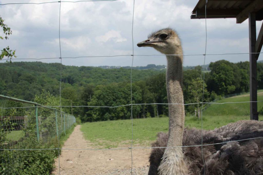 Immer unter Beobachtung: Ein Strauß lässt dich nie aus den Augen. Hier im Bergischen Land auf der Straßenfarm Emminghausen