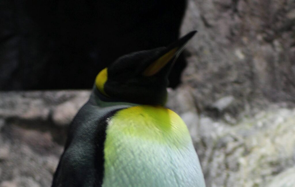 Pinguine im Loro Parque