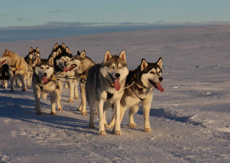 Huskies of Iceland